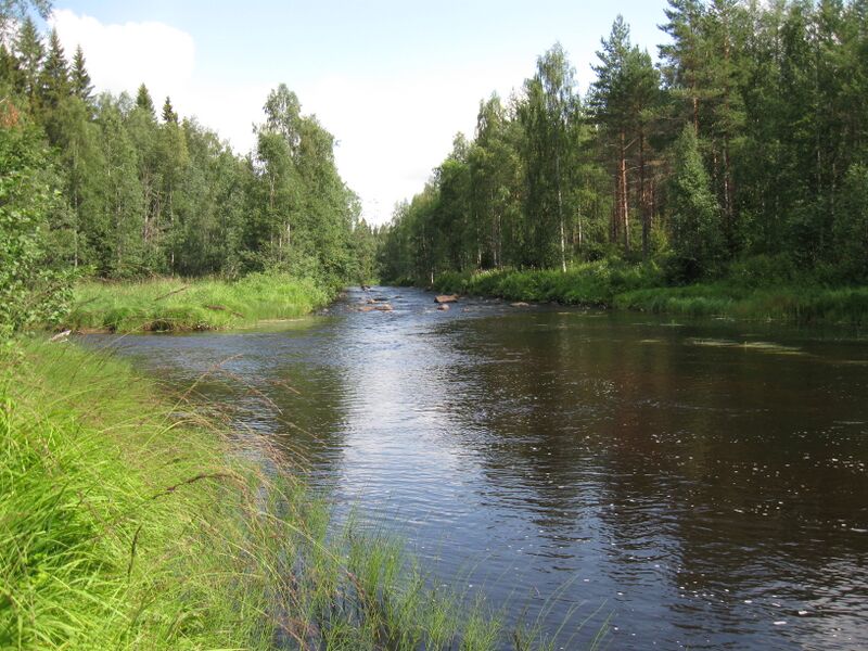 ملف:Kutujoki Taimeroinen rapids.JPG
