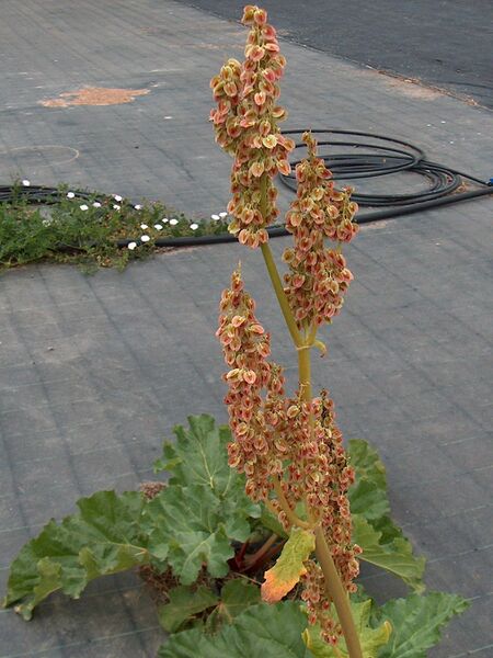 ملف:Rheum undulatum g1.jpg