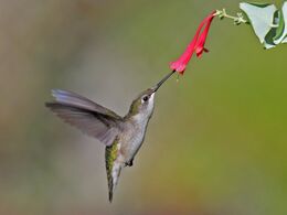 Female ruby-throated hummingbird nectaring on coral honeysuckle (Lonicera sempervirens), North Carolina