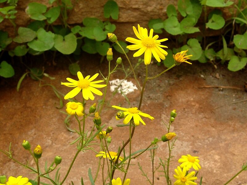 ملف:Senecio glaucus Kuwait.jpg