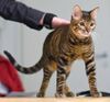 Toyger