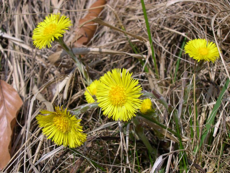 ملف:Tussilago farfara .JPG
