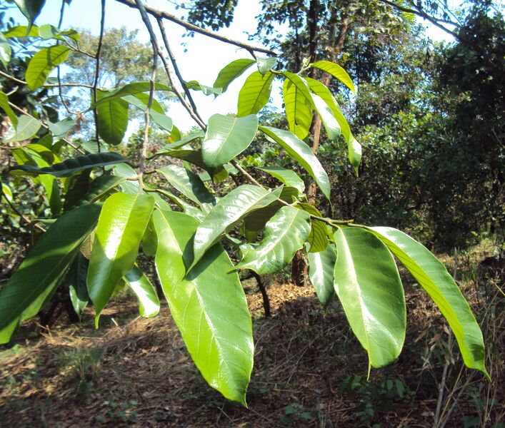 ملف:Artocarpus gomezianus 01.JPG