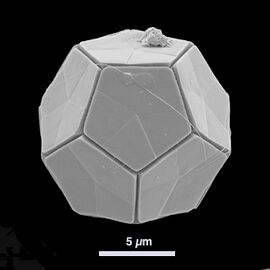 The coccolithophore Braarudosphaera bigelowii has a regular dodecahedral structure