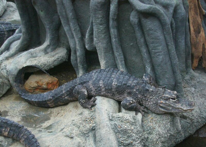 ملف:ChineseAlligator15.JPG