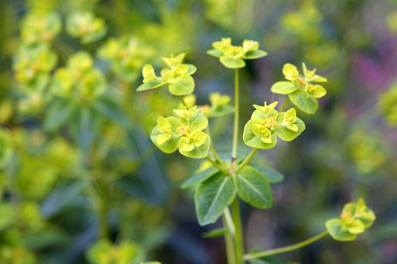 ملف:Euphorbia pekinensis 4.JPG