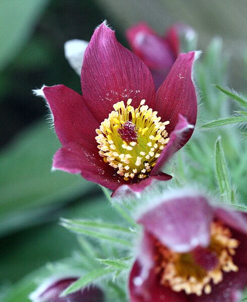 ملف:Kuhschelle 3679.JPG