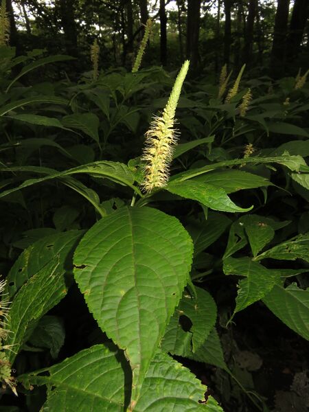 ملف:Leucosceptrum japonicum 1.JPG