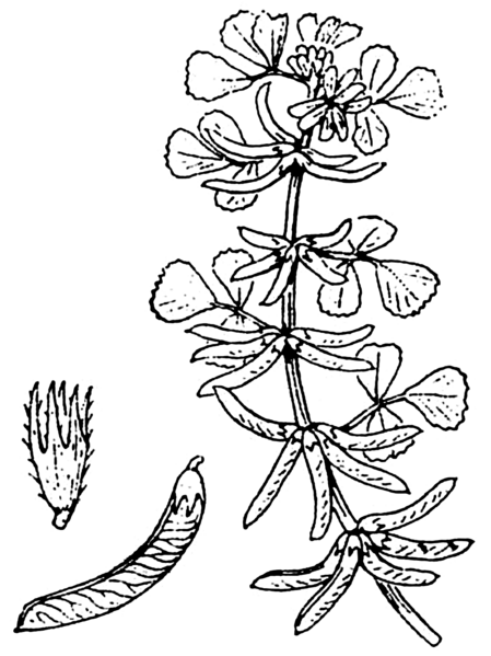 ملف:Medicago monspeliaca - Coste.png