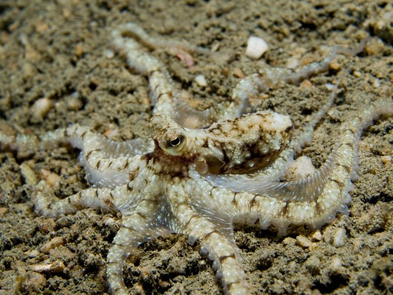 ملف:Octopus sp Timor.jpg