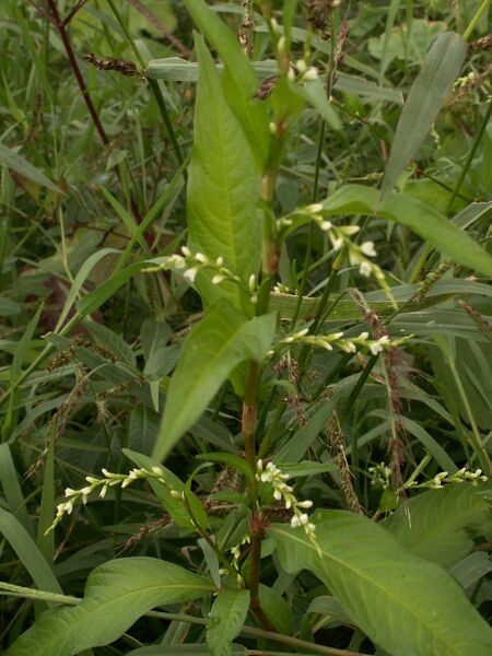 ملف:Polygonum hydropiper1.jpg
