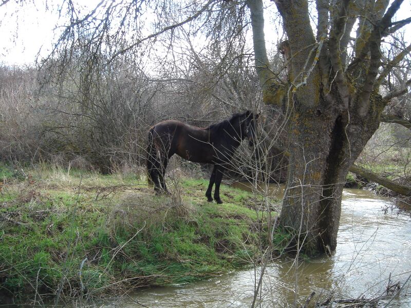 ملف:Río Blasco 2.JPG