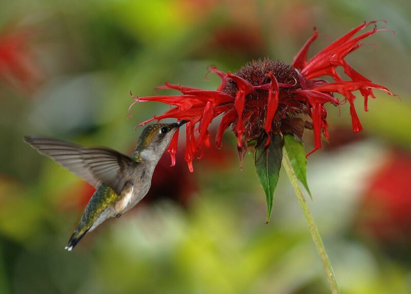 ملف:RubyThroatedHummingbird(Crop).jpg