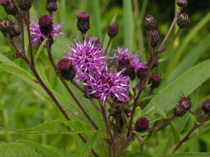 ملف:Vernonia noveboracensis 1.JPG