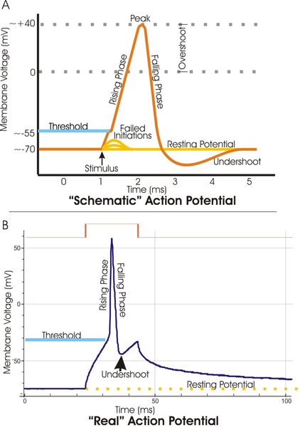 ملف:Action potential vert.png