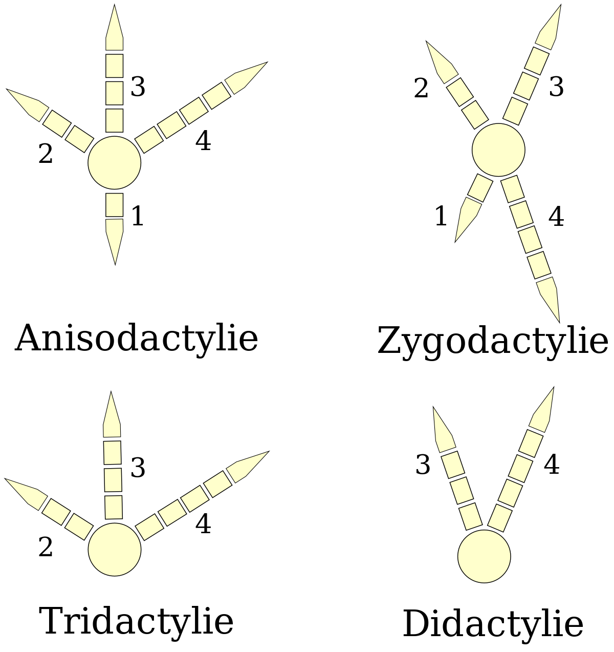 ملف:Bird-feets.svg - المعرفة