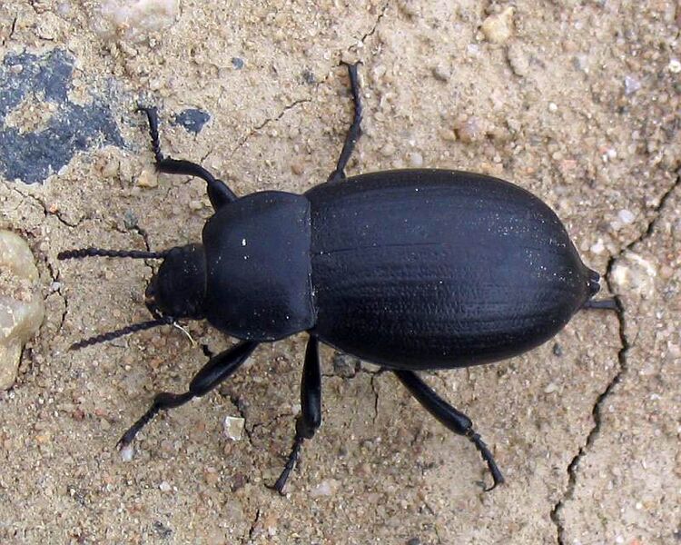 ملف:Blaps lethifera.jpg