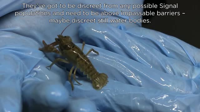 ملف:Crayfish at Cynrig Hatchery.webm - المعرفة
