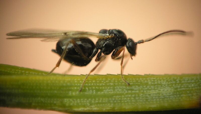 ملف:Cynips sp beentree.jpg