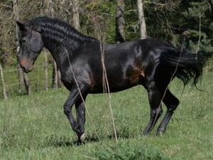 Kabardin Horse.jpg