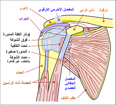 ملف:Shoulder joint-ar.svg