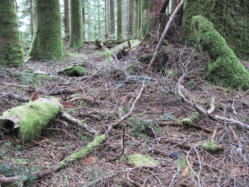 ملف:Western Hemlock litter.JPG