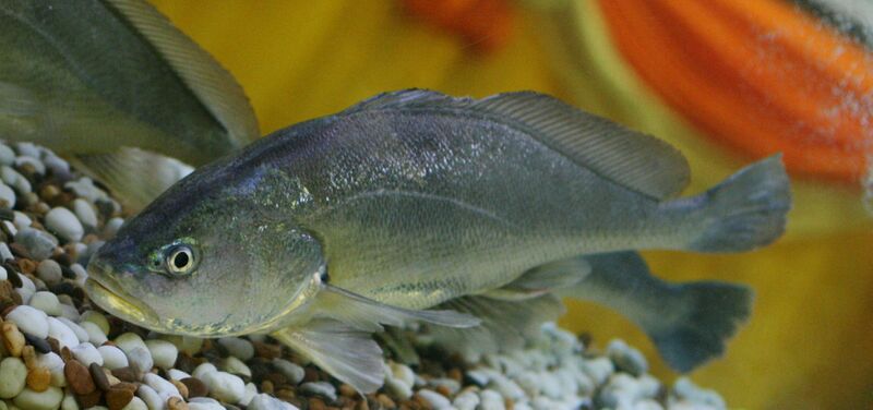 ملف:Boesemania microlepis.jpg