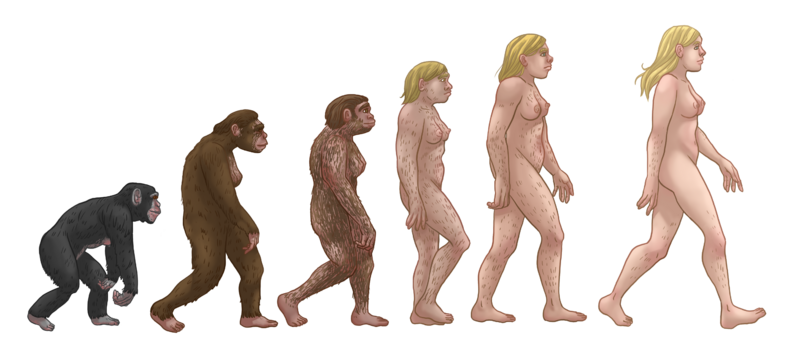 ملف:Female human evolution.png