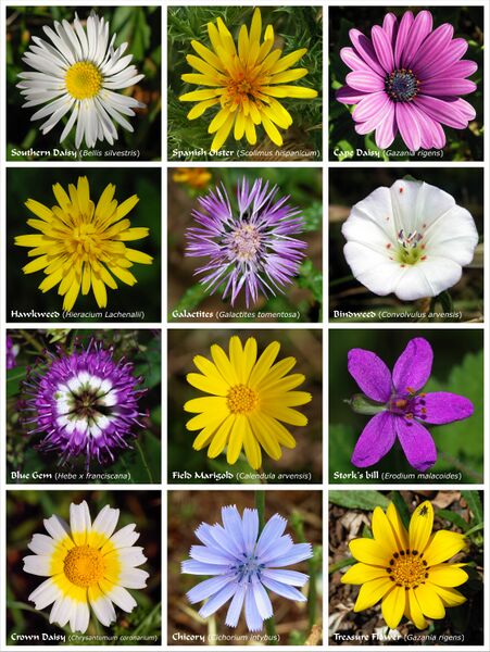 ملف:Flower poster.jpg