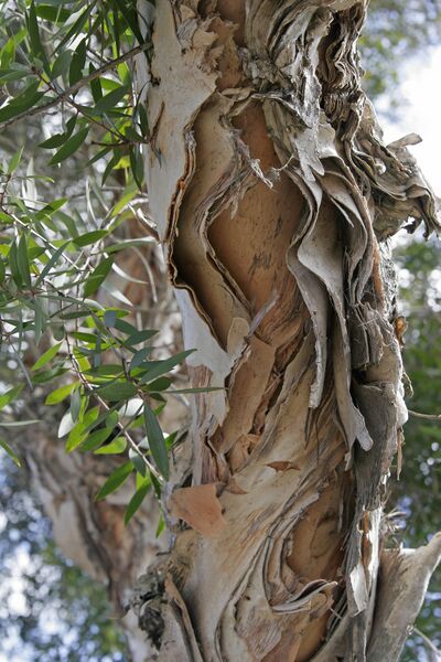 ملف:Paperbark.jpg