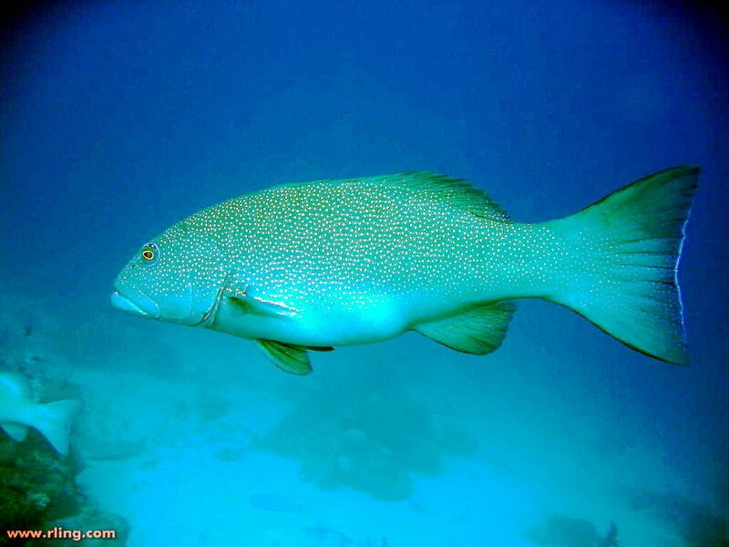ملف:Plectropomus leopardus 1.jpg