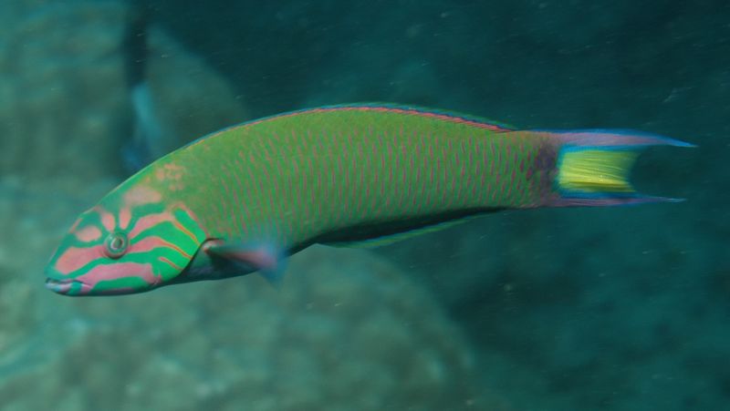 ملف:Thalassoma lunare 1.jpg