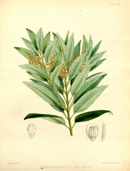 ملف:Trimenia weinmanniaefolia 99.jpg
