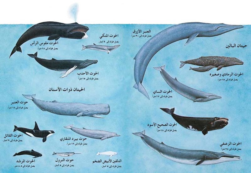 ملف:Whalepic3.jpg