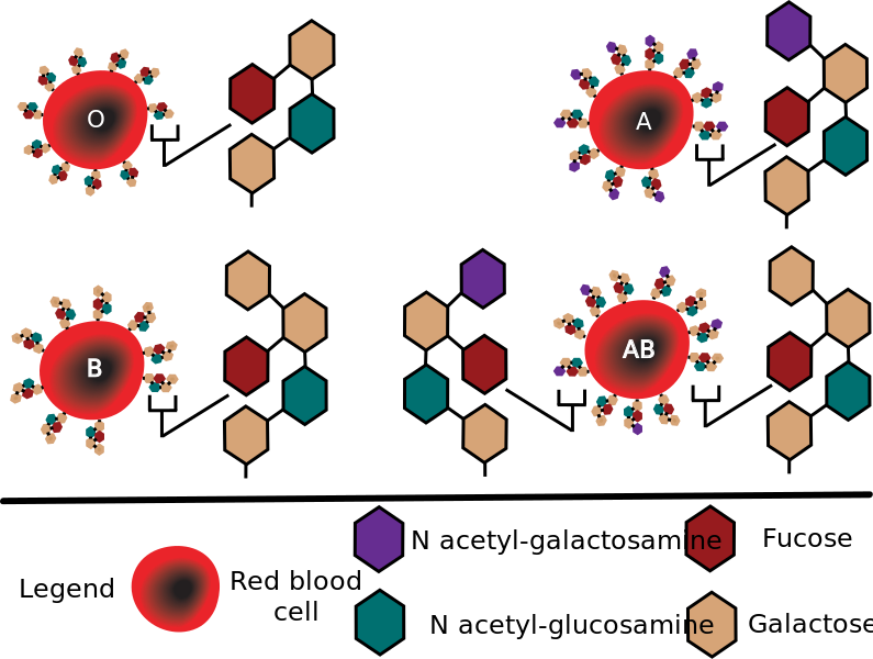 ملف:ABO blood group diagram.svg