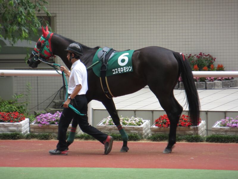 ملف:Cosmo-Nemo-Shin IMG 4243 20130609.JPG