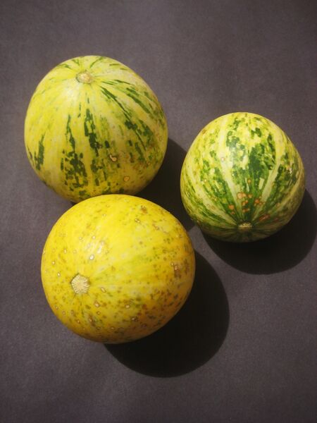 ملف:Cucurbita foetidissima.JPG