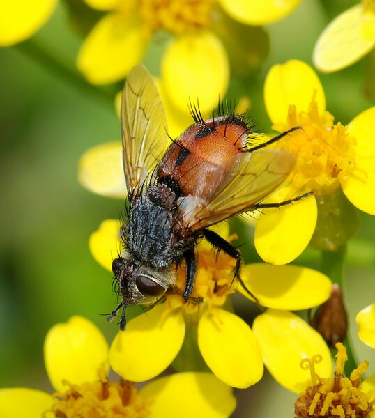 ملف:Fly June 2009-1a.jpg