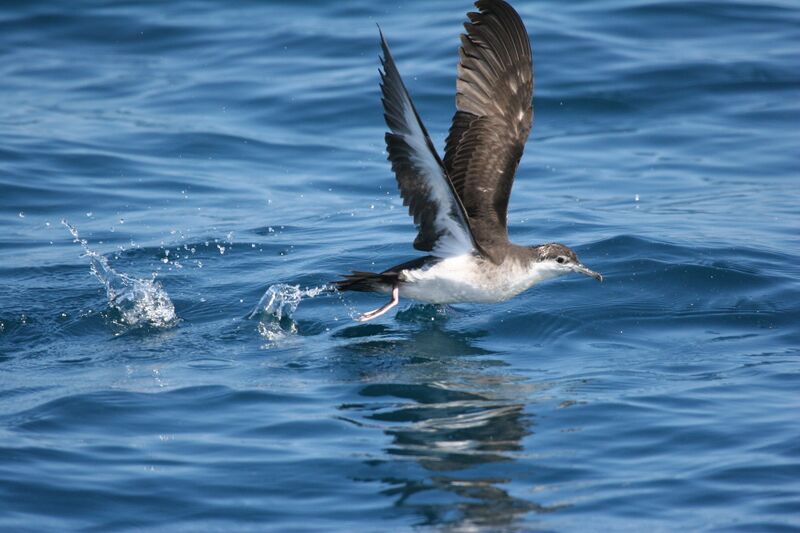 ملف:Audobon's Shearwater.jpg