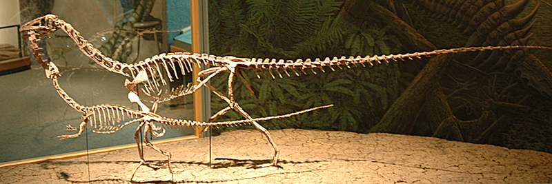 ملف:Coelophysis.png