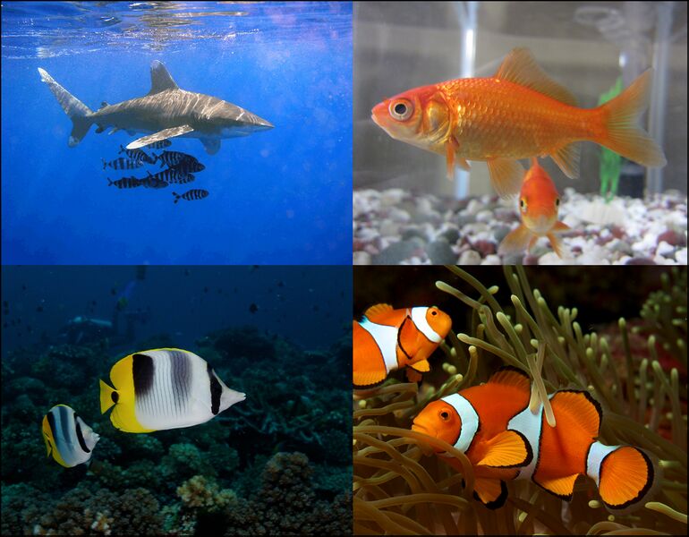 ملف:Fish-coll002.jpg