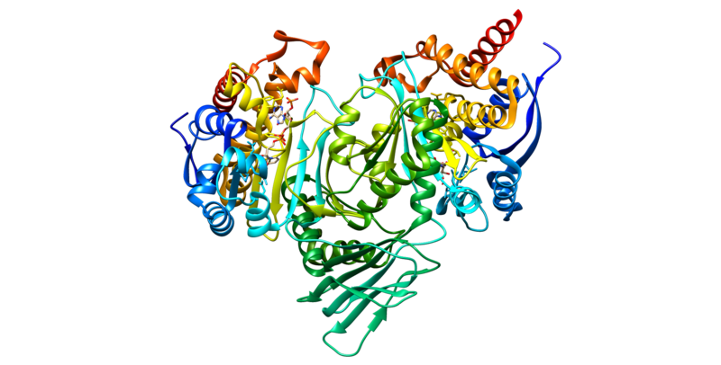 ملف:IDH1 prot.png