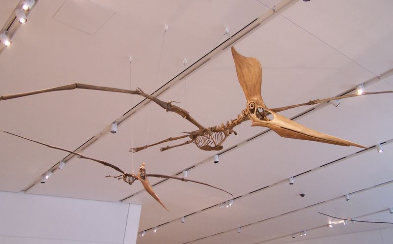 ملف:Pteranodon sternbergi pair.jpg