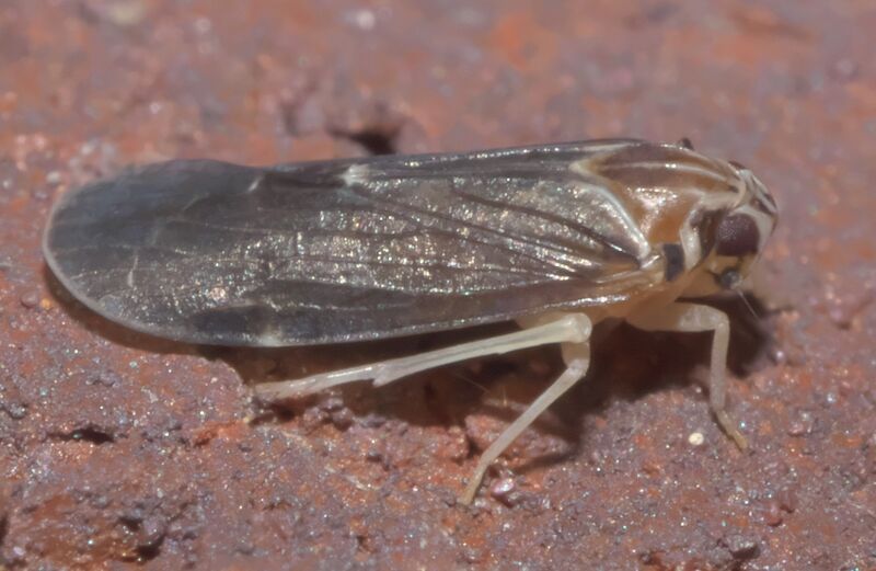 ملف:Synecdoche impunctata P1320874a.jpg