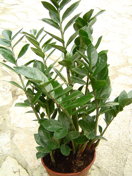 ملف:Zamioculcas zamiifolia 1.jpg