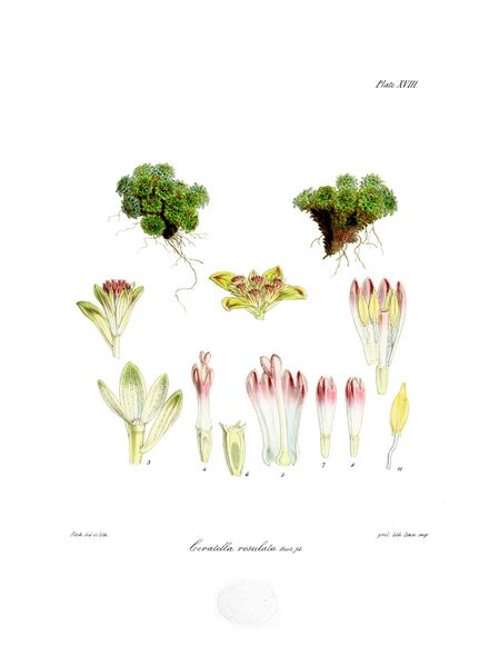 ملف:Botany of Antarctica-PL018-0041.jpg