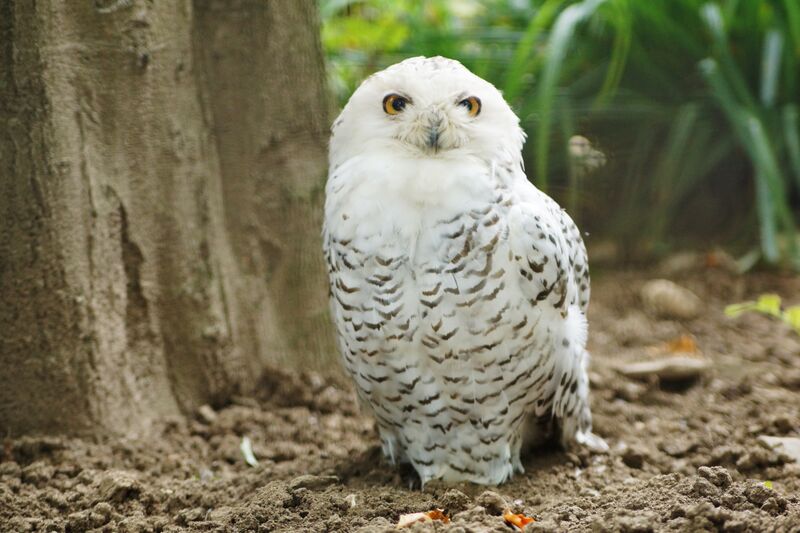 ملف:Cross-eyed owl.jpg