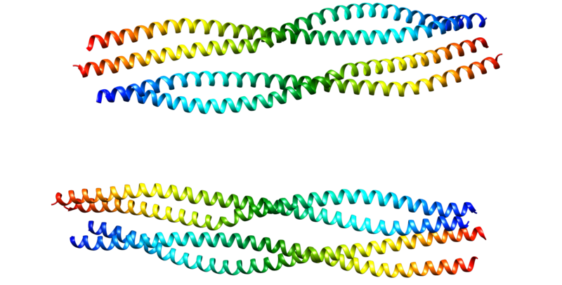 ملف:GFAP protein.png