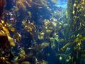 A Kelp forest.