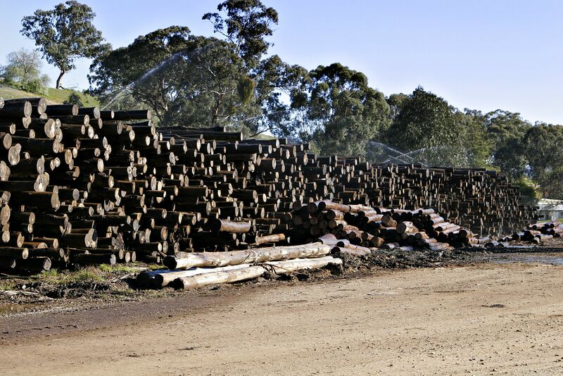 ملف:Logs at woodmill.jpg